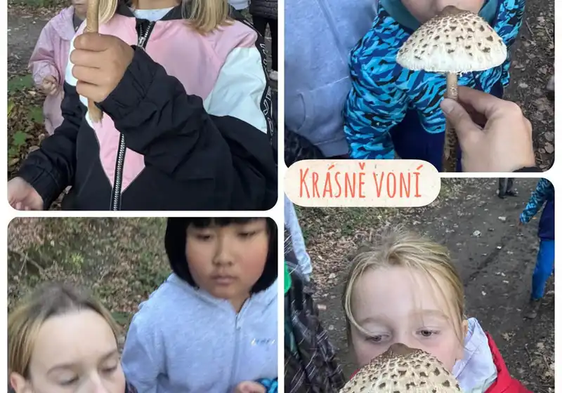 🦊Lišáci a fascinující svět hub 🍄🍄‍🟫