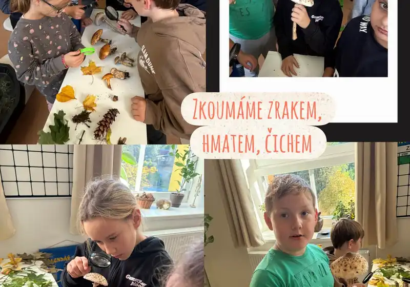 🦊Lišáci a fascinující svět hub 🍄🍄‍🟫