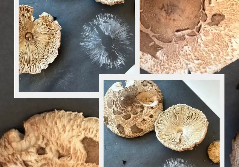 🦊Lišáci a fascinující svět hub 🍄🍄‍🟫