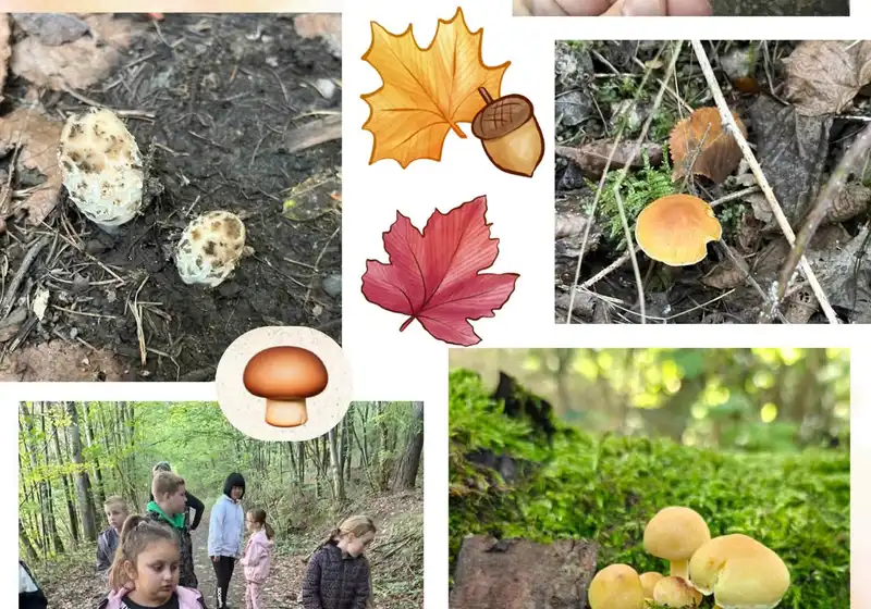 🦊Lišáci a fascinující svět hub 🍄🍄‍🟫