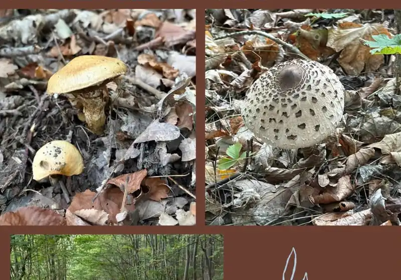 🦊Lišáci a fascinující svět hub 🍄🍄‍🟫