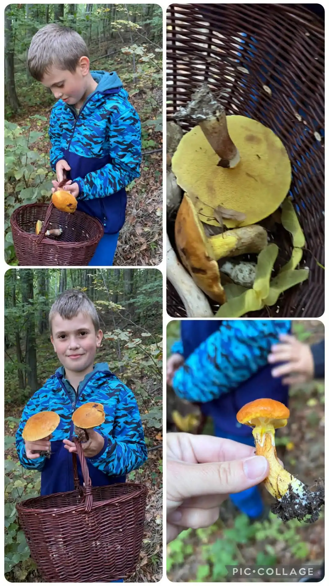 🦊Lišáci a fascinující svět hub 🍄🍄‍🟫
